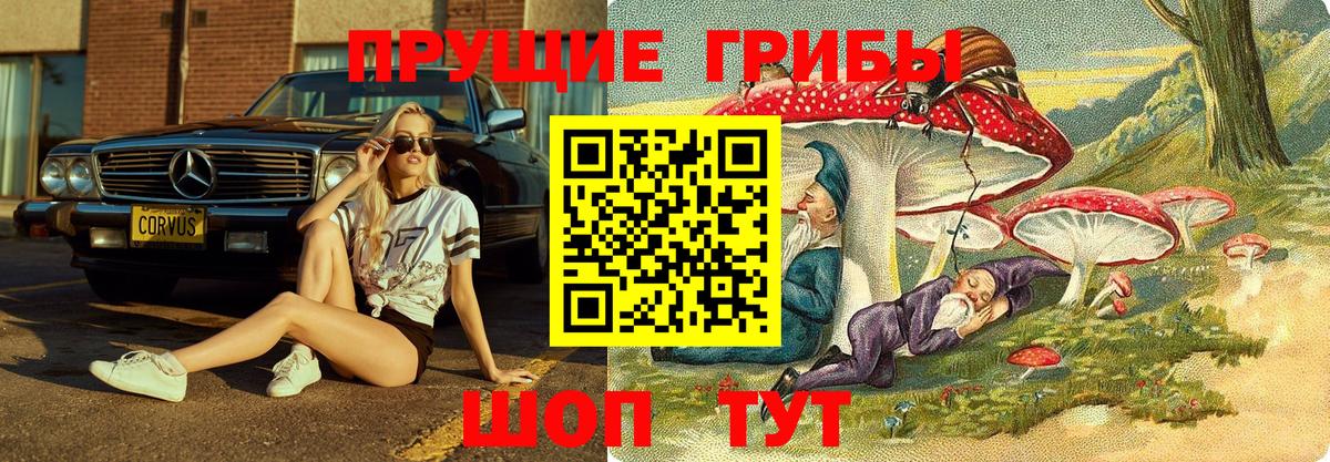 Чита  Псилоцибиновые грибы Cubensis  Вход с VPN 